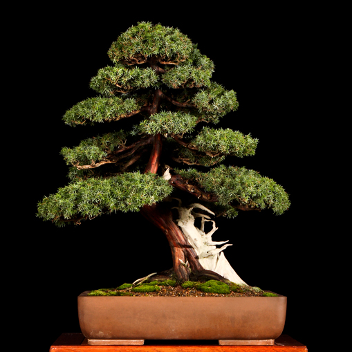 Bonsai, cay canh nghe thuat, cây cảnh nghệ thuật, cay the, cây thế, triển lãm bonsai, trien lam bonsai, triển lãm cây thế, trien lam cay the